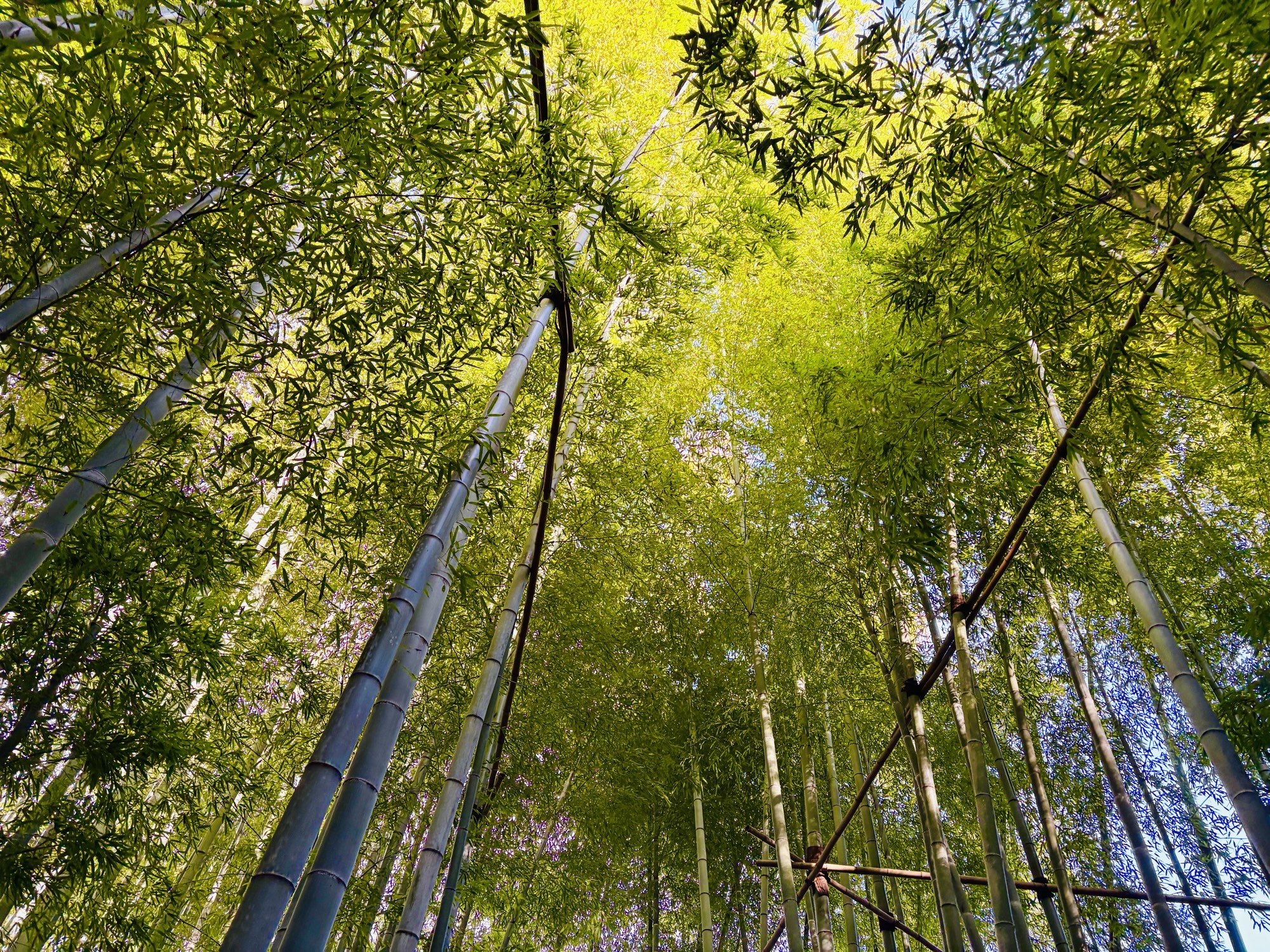 Hokokuji Temple: The Bamboo Temple In Kamakura