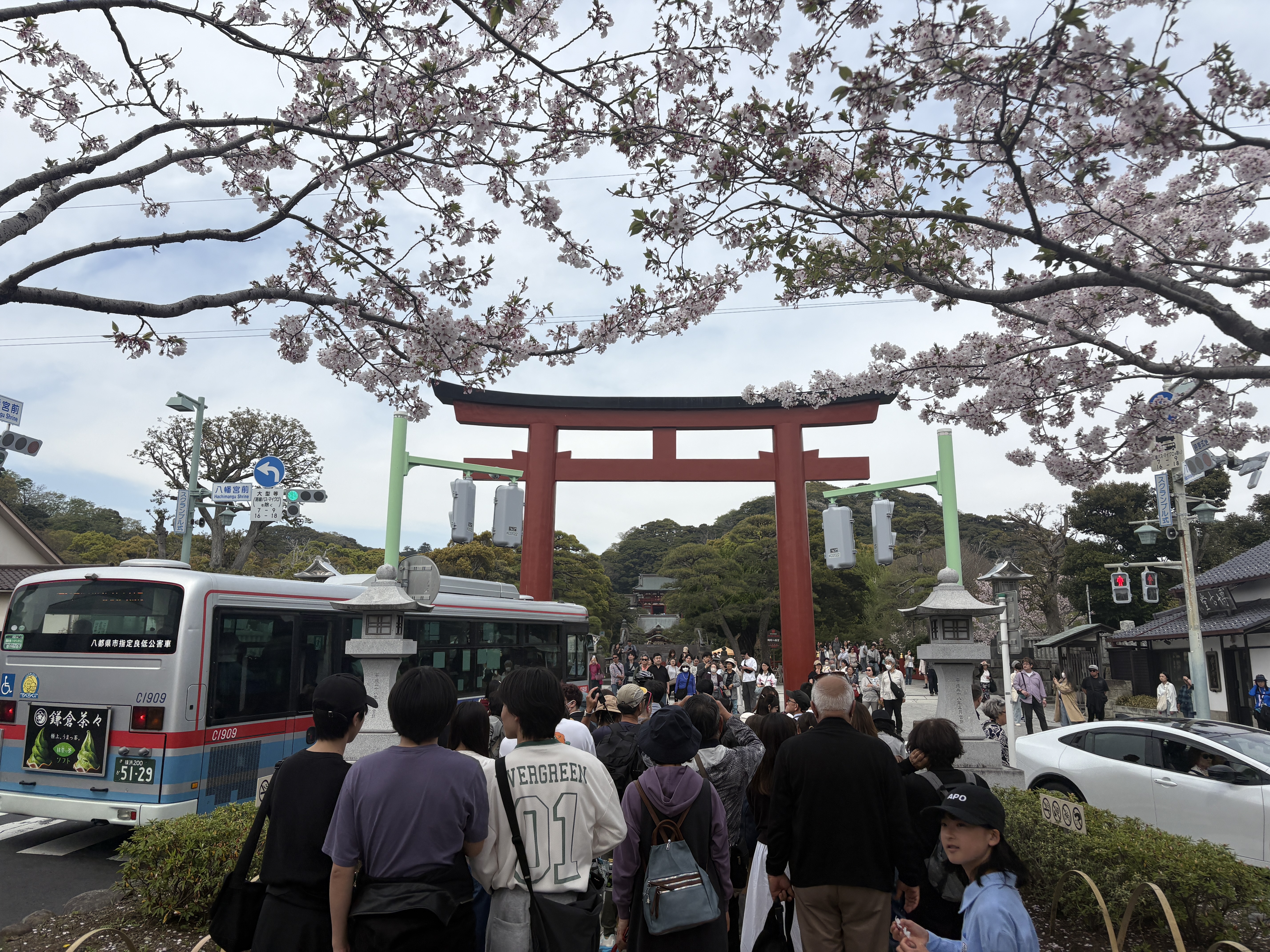 Walking Through Kamakura’s Sakura Tunnel: A Spring Day at Dankazura